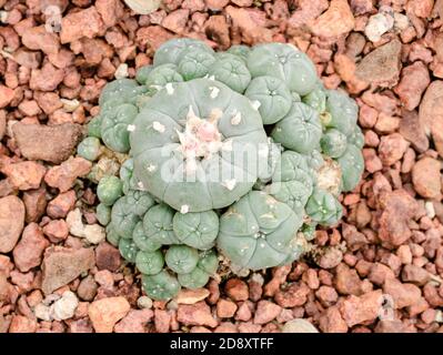 Lophophora williamsii Banque D'Images