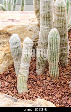 Cactus de Cephalocereus senilis (Cactus de l'ancien homme) Banque D'Images