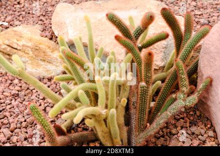 Mammillaria elongata Banque D'Images