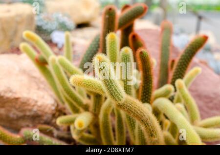 Mammillaria elongata Banque D'Images