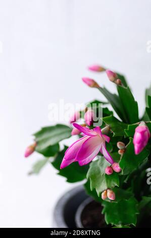 Schlumbergera rose, cactus de Noël ou cactus de Thanksgiving sur fond blanc. Recadrage vertical. Gros plan. Banque D'Images