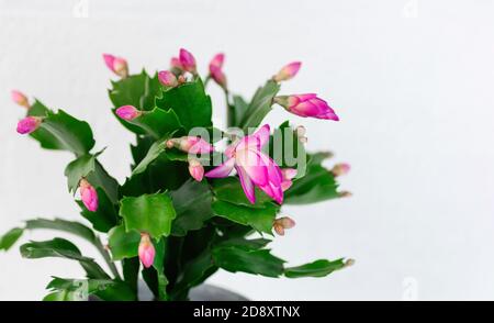 Schlumbergera rose, cactus de Noël ou cactus de Thanksgiving sur fond blanc. Gros plan. Copier l'espace. Banque D'Images