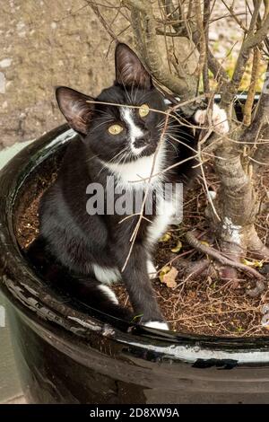 Chaton noir et blanc assis dans un pot de fleurs noir avec patte relevée dans le tronc de l'arbre, photo verticale presque monochrome Banque D'Images