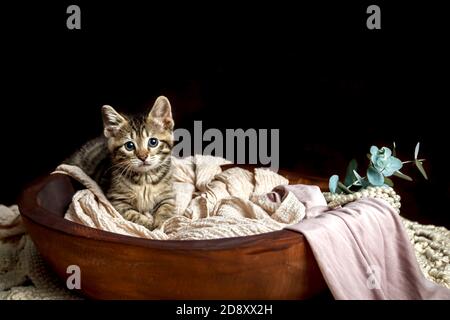 Joli petit chaton Toyger avec des rayures de tigre dans une obscurité studio en gros plan Banque D'Images