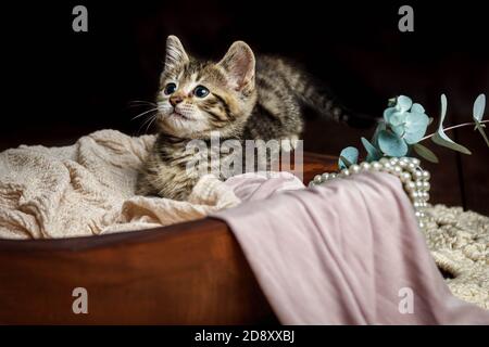 Joli petit chaton Toyger avec des rayures de tigre dans une obscurité studio en gros plan Banque D'Images