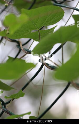 vignes grimpantes rampantes sur clôture métallique Banque D'Images