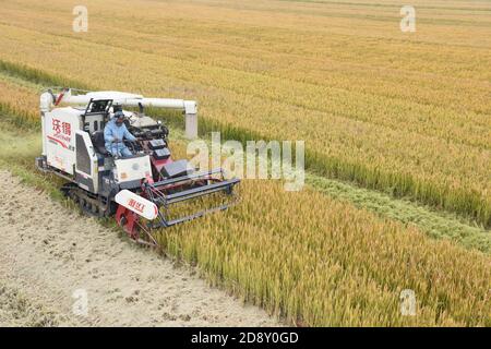 Lianyungang, Lianyungang, Chine. 2 novembre 2020. LE riz CHINA-Donghai est récolté à la fin de l'automne dans la ville de Qinghu, comté de Donghai, ville de Lianyungang, province de Jiangsu, 1er novembre 2020. À la fin de l'automne, plus de 1.3 millions d'unités de la zone des produits d'indication géographique nationale dans le comté de Donghai, ville de Lianyungang, Province de Jiangsu protéger le « riz donchai » de la zone de culture du riz un champ doré, les agriculteurs saisissent le beau temps a commencé à récolter le riz, campagne dorée récolte exceptionnelle scène occupée. Crédit : SIPA Asia/ZUMA Wire/Alay Live News Banque D'Images
