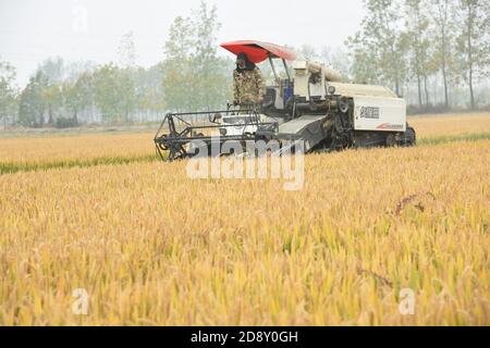 Lianyungang, Lianyungang, Chine. 2 novembre 2020. LE riz CHINA-Donghai est récolté à la fin de l'automne dans la ville de Qinghu, comté de Donghai, ville de Lianyungang, province de Jiangsu, 1er novembre 2020. À la fin de l'automne, plus de 1.3 millions d'unités de la zone des produits d'indication géographique nationale dans le comté de Donghai, ville de Lianyungang, Province de Jiangsu protéger le « riz donchai » de la zone de culture du riz un champ doré, les agriculteurs saisissent le beau temps a commencé à récolter le riz, campagne dorée récolte exceptionnelle scène occupée. Crédit : SIPA Asia/ZUMA Wire/Alay Live News Banque D'Images
