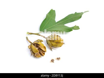 Hibiscus syriacus. Noms communs Coréen rose, rose de Sharon, Syrie ketmia, arbuste althea, rose moulet. Branche avec fruits isolés. Banque D'Images