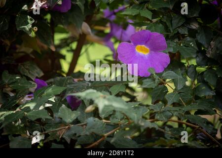 Vue de thunbergia erecta qui est une plante herbacée d'escalade vivace. Également connu sous le nom de buisson de cackvine, le manteau de roi et le buisson de pomme de terre. Superbe pucpl Banque D'Images