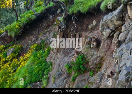 BABUINO GELADA - Gelada Baboon (Theropithecus gelada), Parque Nacional Montañas Simien, Etiopia, Afrique Banque D'Images