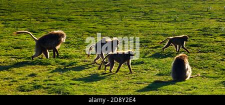 BABUINO GELADA - Gelada Baboon (Theropithecus gelada), Parque Nacional Montañas Simien, Etiopia, Afrique Banque D'Images