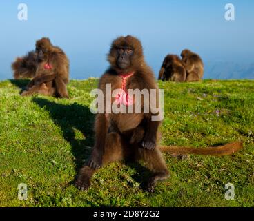 BABUINO GELADA - Gelada Baboon (Theropithecus gelada), Parque Nacional Montañas Simien, Etiopia, Afrique Banque D'Images