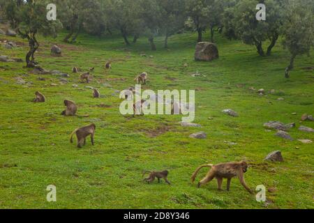 BABUINO GELADA - Gelada Baboon (Theropithecus gelada), Parque Nacional Montañas Simien, Etiopia, Afrique Banque D'Images