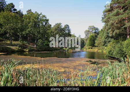 Le Engine Pond à Leonardslee Gardens, West Sussex, Angleterre, Royaume-Uni - «les plus beaux jardins forestiers d'Angleterre» Banque D'Images