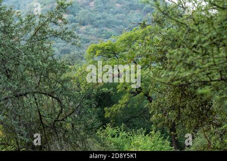 Image de l'habitat du léopard ou de la panthère sauvage reposant sur l'arbre en vert mousson naturel à la forêt jhalana ou à la réserve de léopards jaipur rajasthan inde - panthe Banque D'Images