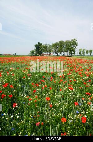 Cazzago San Martino (BS), Franciacorta, Italie , un champ de blé biologique avec des coquelicots Banque D'Images