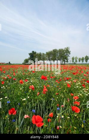 Cazzago San Martino (BS), Franciacorta, Italie , un champ de blé biologique avec des coquelicots Banque D'Images