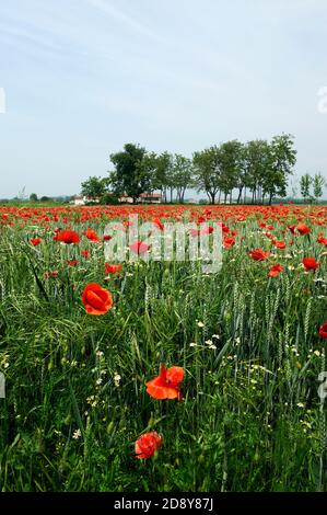 Cazzago San Martino (BS), Franciacorta, Italie , un champ de blé biologique avec des coquelicots Banque D'Images