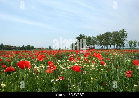 Cazzago San Martino (BS), Franciacorta, Italie , un champ de blé biologique avec des coquelicots Banque D'Images