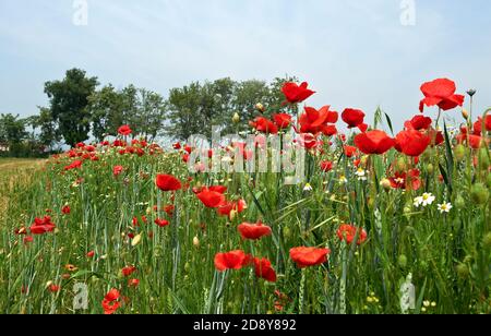 Cazzago San Martino (BS), Franciacorta, Italie , un champ de blé biologique avec des coquelicots Banque D'Images