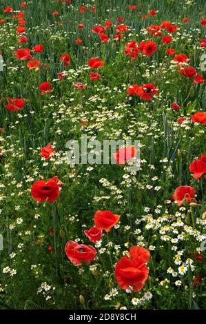 Cazzago San Martino (BS), Franciacorta, Italie , un champ de blé biologique avec des coquelicots Banque D'Images