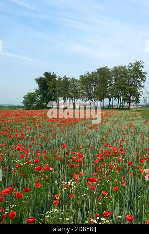 Cazzago San Martino (BS), Franciacorta, Italie , un champ de blé biologique avec des coquelicots Banque D'Images