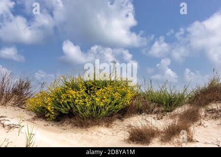 Dunes de sable avec des fleurs jaunes qui poussent sur elles. Côte méditerranéenne. Israël Banque D'Images