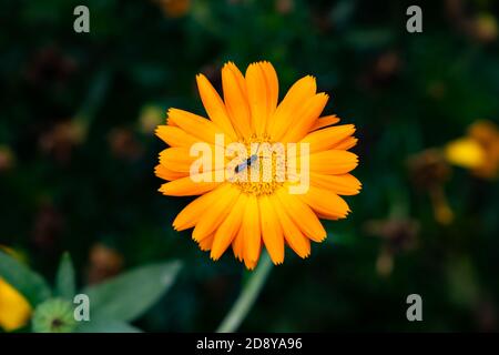 Fleur d'orange et un insecte (marigold de champ, calendula arvensis) Banque D'Images