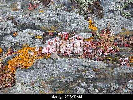 Anglais Stonecrop, Sedum Anglicum, croissant à Soar Mill Cove, Devon, Angleterre Banque D'Images