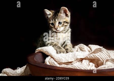 Joli petit chaton Toyger avec des rayures de tigre dans une obscurité studio en gros plan Banque D'Images