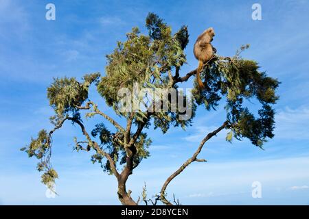 BABUINO GELADA - Gelada Baboon (Theropithecus gelada), Parque Nacional Montañas Simien, Etiopia, Afrique Banque D'Images