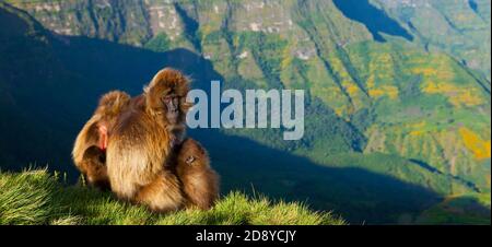 BABUINO GELADA - Gelada Baboon (Theropithecus gelada), Parque Nacional Montañas Simien, Etiopia, Afrique Banque D'Images