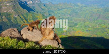 BABUINO GELADA - Gelada Baboon (Theropithecus gelada), Parque Nacional Montañas Simien, Etiopia, Afrique Banque D'Images