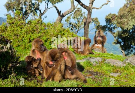 BABUINO GELADA - Gelada Baboon (Theropithecus gelada), Parque Nacional Montañas Simien, Etiopia, Afrique Banque D'Images