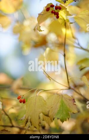 rowan bush avec des feuilles dorées sèches et des baies rouges une journée ensoleillée Banque D'Images