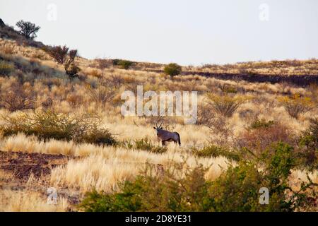 oryx dans le désert namibien, Afrique Banque D'Images