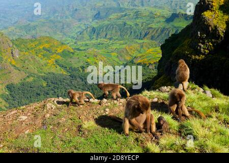 BABUINO GELADA - Gelada Baboon (Theropithecus gelada), Parque Nacional Montañas Simien, Etiopia, Afrique Banque D'Images