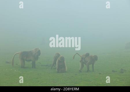 BABUINO GELADA - Gelada Baboon (Theropithecus gelada), Parque Nacional Montañas Simien, Etiopia, Afrique Banque D'Images