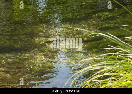 Truite brune dans l'épreuve de rivière à la pêche à la truite de Testwood, Hampshire, Angleterre, Royaume-Uni. Banque D'Images