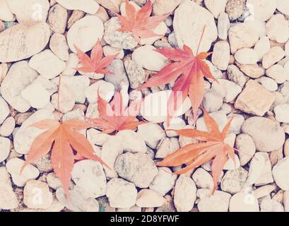 Composition des feuilles d'automne sur fond de galets Banque D'Images