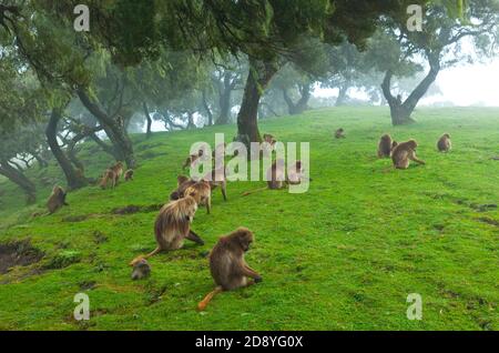 BABUINO GELADA - Gelada Baboon (Theropithecus gelada), Parque Nacional Montañas Simien, Etiopia, Afrique Banque D'Images