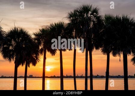 Palmiers au coucher du soleil à Siesta Key Beach, Floride Banque D'Images