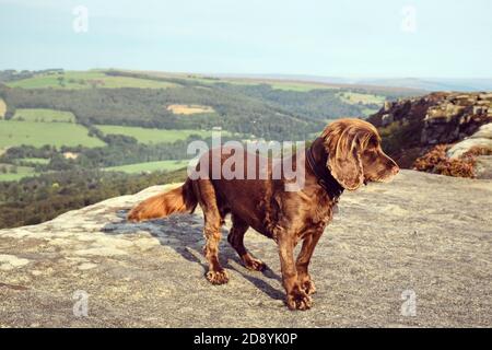 Spaniel coq brun chocolat à Curbar Edge dans le Derbyshire Dales, Peak District, Royaume-Uni Banque D'Images