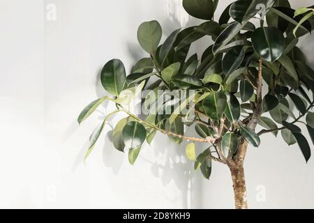 Plante ficus elastica (arbre en caoutchouc) avec paroi blanche Banque D'Images