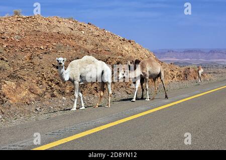 Le chameau sur la route dans les montagnes de l'Arabie Saoudite Banque D'Images