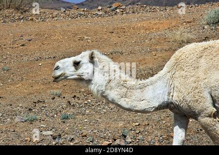 Le chameau sur la route dans les montagnes de l'Arabie Saoudite Banque D'Images