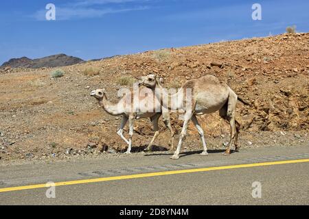 Le chameau sur la route dans les montagnes de l'Arabie Saoudite Banque D'Images