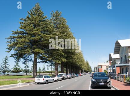 L'avenue des pins de l'île Norfolk, vieux de plus de 100 ans, fait partie des jardins du Soldier's Memorial, sur la côte de la ville balnéaire de Victor Harbour Banque D'Images