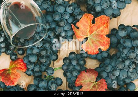 Grappes de raisins noirs avec feuilles et un verre de vin Banque D'Images
